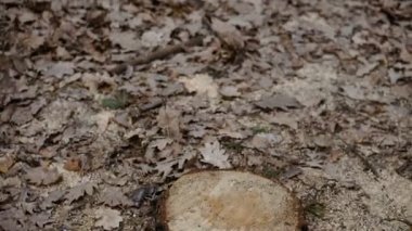 Parkta ağaçları kesti. Video 25 kare