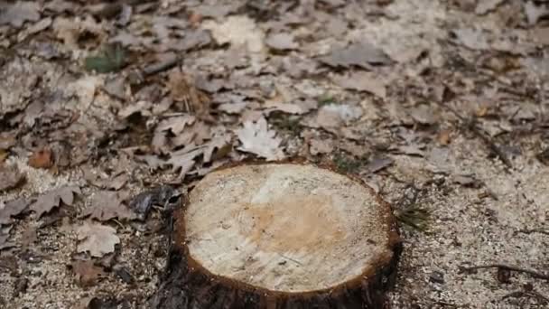 Couper des arbres dans le parc. Vidéo 25 images 