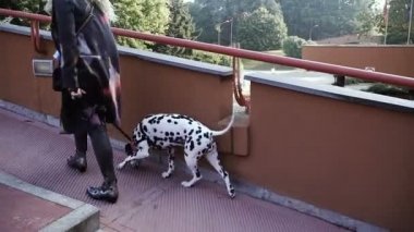 Dalmaçya köpek doğurmak. Tasmalı köpekler