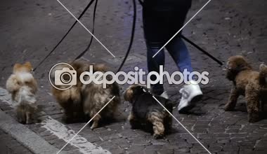 Köpek tasmalı. Köpek sever bir sürü köpek yürüyüş