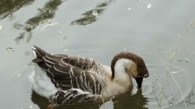 Ördek. Ördek gölde yüzüyor