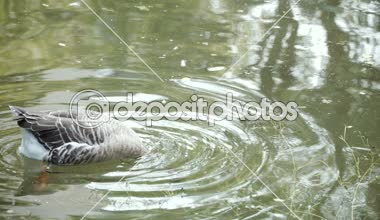 Ördek. Ördek gölde yüzüyor