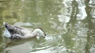 Ördek. Ördek gölde yüzüyor