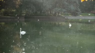 Kuğu gölette yüzer.