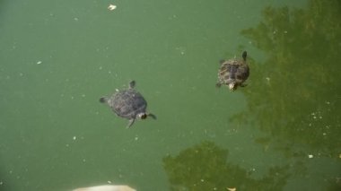 Yüzün kaplumbağaları ile balık