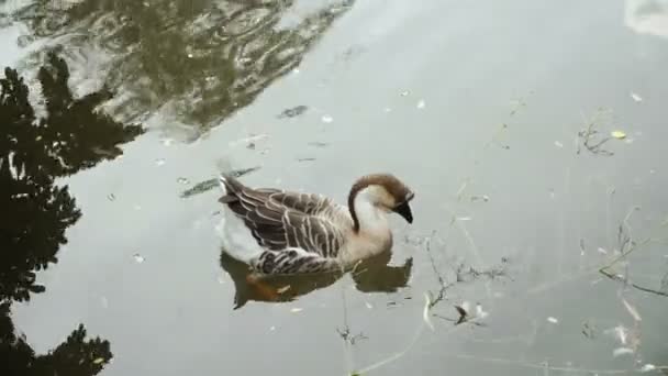 Duck Duck Swims Lake — Stock Video