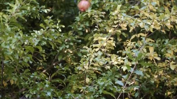 Garnet Romã Cresce Arbusto — Vídeo de Stock