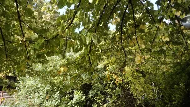 Parque Verde Com Uma Lagoa — Vídeo de Stock