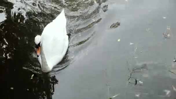 Cisne Nada Uma Lagoa — Vídeo de Stock