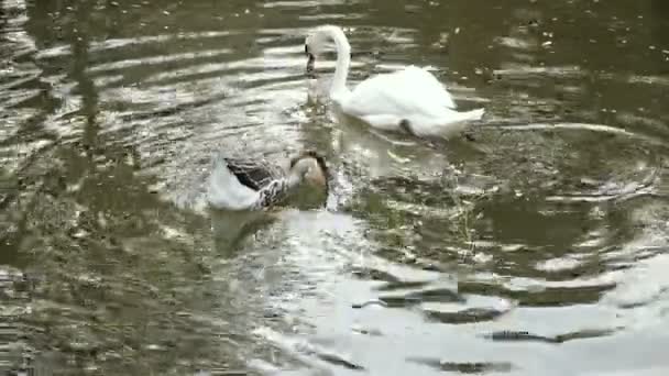 Swan Swims Pond — Stock Video