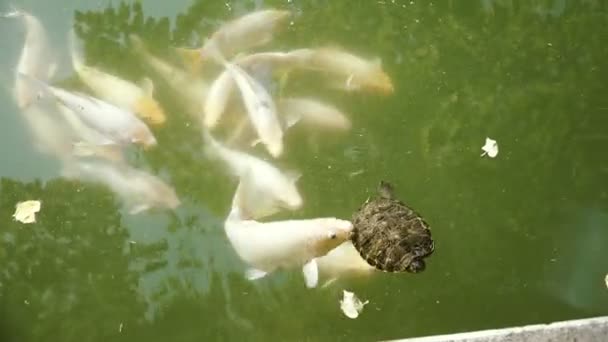Черепахи Плавают Рыбой — стоковое видео