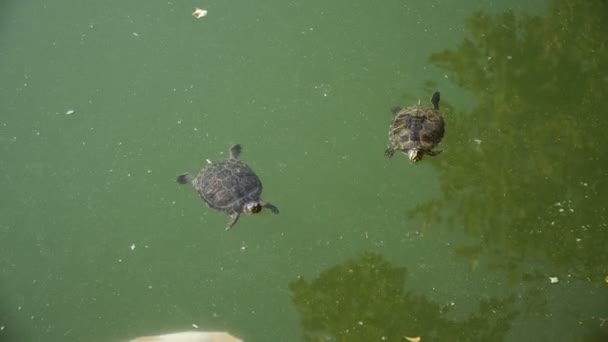 Schildkröten Schwimmen Mit Fischen — Stockvideo