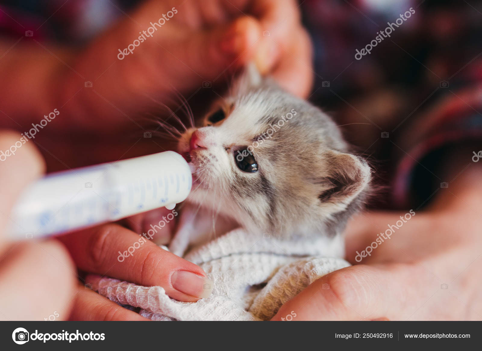 syringe for kitten