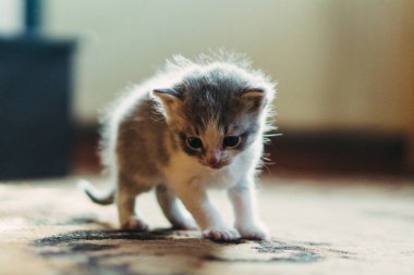 Yeni doğmuş yavru kedi anne oturan