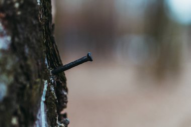 Çivi. Ahşap içine dövülmüş çivi.