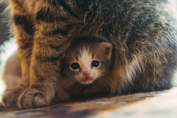Neugeborenes Kätzchen und Katzenmama. — Stockfoto