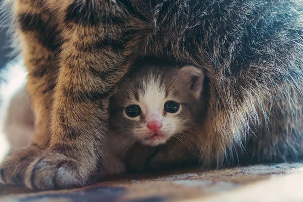 Yeni doğan yavru ve anne kedi. — Stok fotoğraf