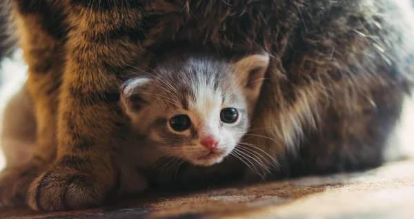 Yeni doğan yavru ve anne kedi. — Stok fotoğraf