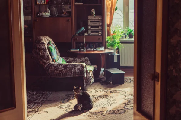 Gatinho recém-nascido e mamãe gato . — Fotografia de Stock