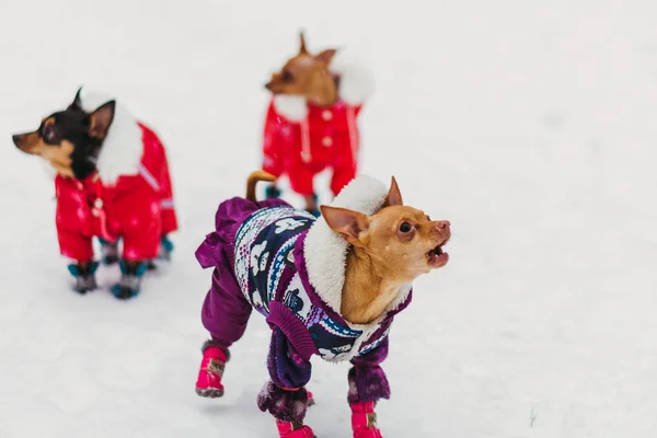 Dog clothing from the cold. — Stock Photo, Image