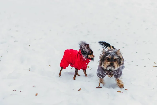 Roupa de cão do frio . — Fotografia de Stock