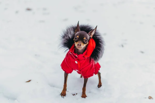 Pies odzież przed zimnem. — Zdjęcie stockowe