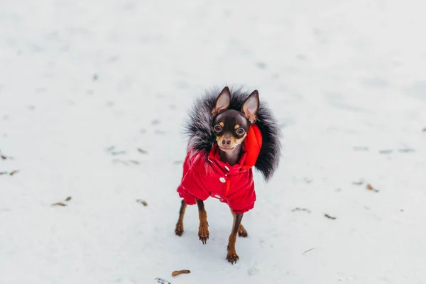 Dog clothing from the cold.