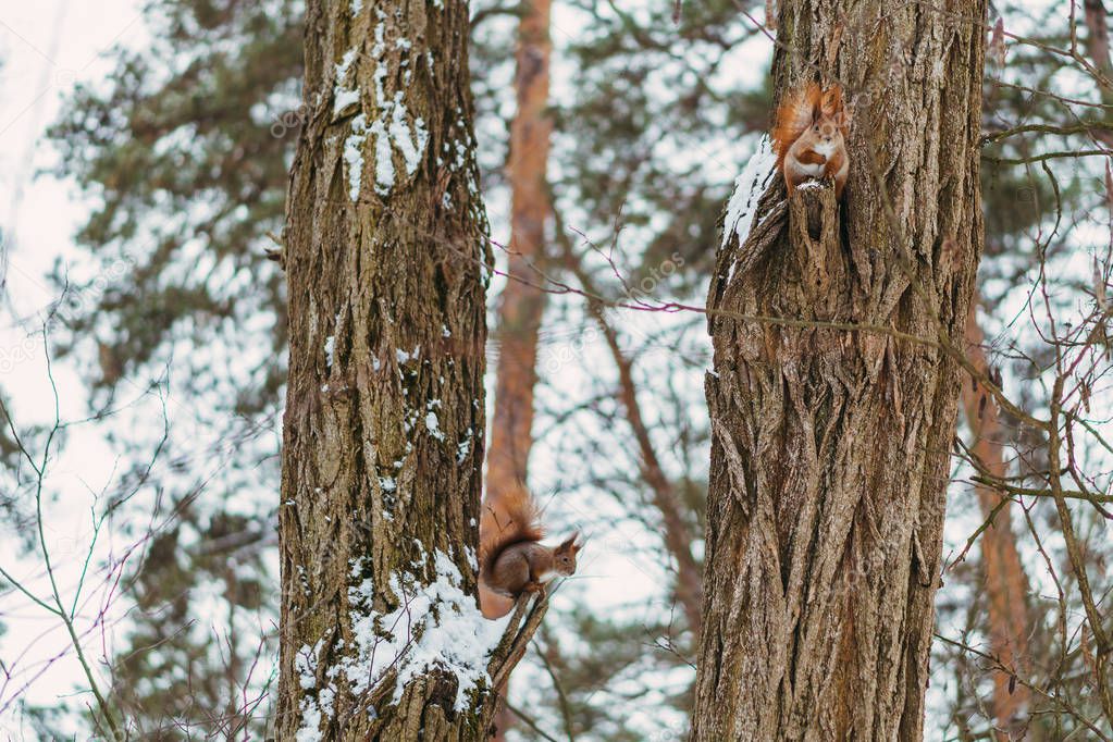 Squirrels sitting on a tree