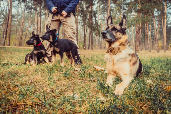 Anya és a kölykök. Juhászkutya tenyészt kutyák — Stock Fotó