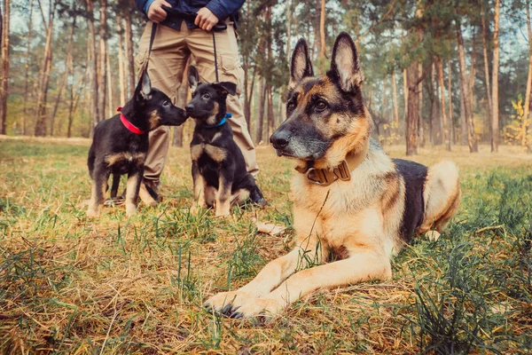 Anya és a kölykök. Juhászkutya tenyészt kutyák — Stock Fotó