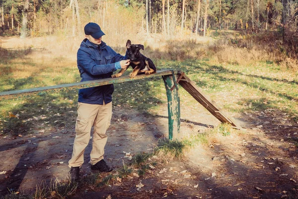 子犬のトレーニング。幼い頃からトレーニング ・ シープドッグ子犬 — ストック写真