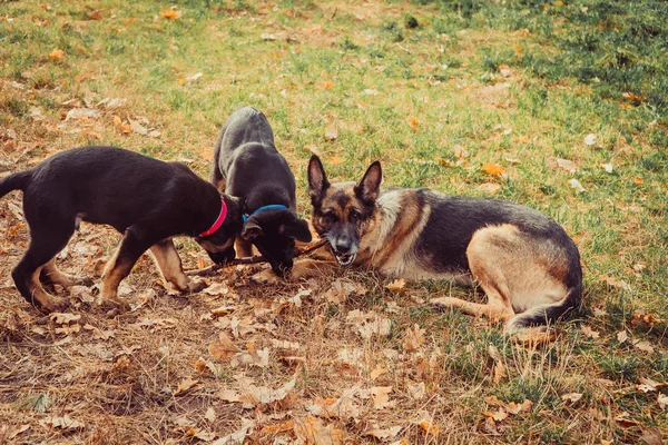 Anya és a kölykök. Juhászkutya tenyészt kutyák — Stock Fotó