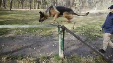 Köpek eğitim. Köpek doğurmak köpek eğitimli