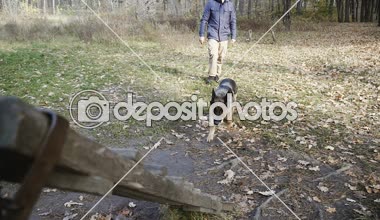 Köpek eğitim. Köpek doğurmak köpek eğitimli