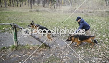 Köpek eğitim. Köpek doğurmak köpek eğitimli