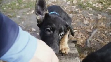 Köpek eğitim. Çoban köpeği yavru erken bir yaşından itibaren eğitim