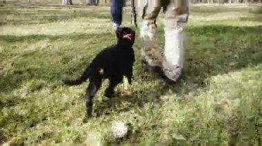 Köpek eğitim. Çoban köpeği yavru erken bir yaşından itibaren eğitim