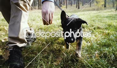 Köpek eğitim. Çoban köpeği yavru erken bir yaşından itibaren eğitim