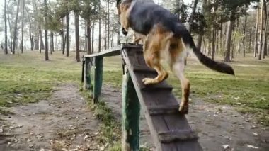 Köpek eğitim. Köpek doğurmak köpek eğitimli