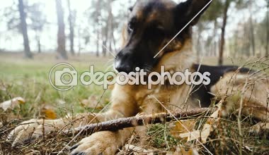 Köpek doğurmak çoban. Köpek sopa nibbles.