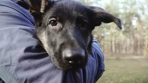 Moeder Pups Herdershond Rashonden — Stockvideo