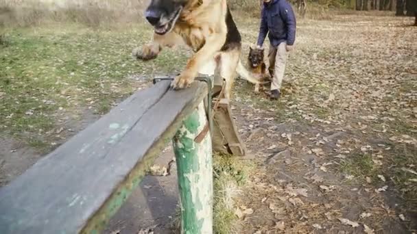 Treinamento Cães Raça Cão Pastor Treinado — Vídeo de Stock