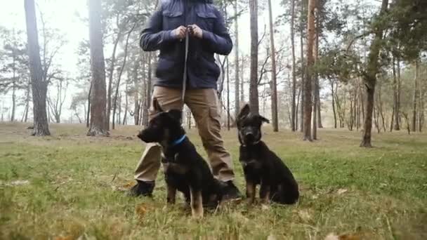 Treino Cachorros Cachorros Pastores Treinamento Desde Tenra Idade — Vídeo de Stock