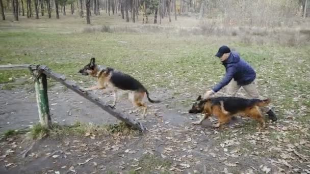 Entrenamiento Perros Oveja Raza Perro Entrenado — Vídeos de Stock