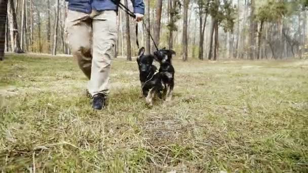 Puppy Opleiding Herdershond Puppies Opleiding Vanaf Een Jonge Leeftijd — Stockvideo