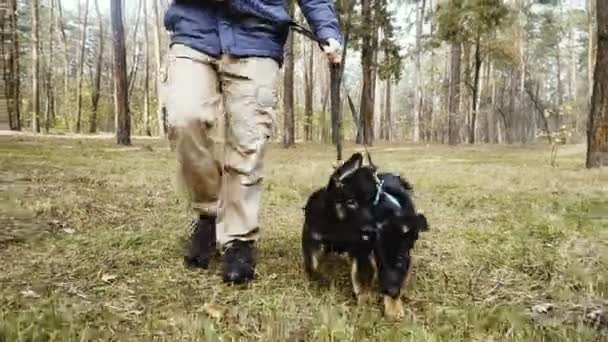 Puppy Školení Ovčák Štěňata Školení Útlého Věku — Stock video