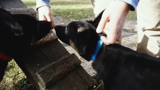 Allenamento Cuccioli Cuccioli Cane Pastore Formazione Fin Dalla Tenera Età — Video Stock