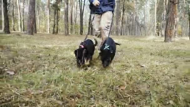 Allenamento Cuccioli Cuccioli Cane Pastore Formazione Fin Dalla Tenera Età — Video Stock