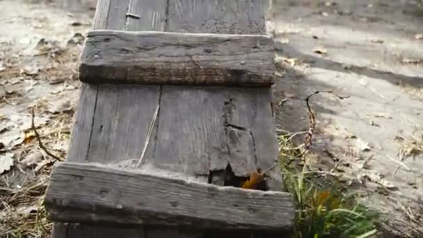 Entrenamiento Cachorros Oveja Cachorros Formación Desde Una Edad Temprana — Vídeo de stock