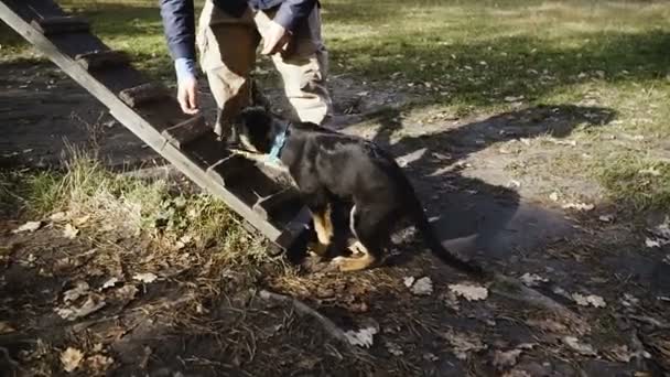 Puppy Training Sheepdog Puppies Training Early Age — Stock Video